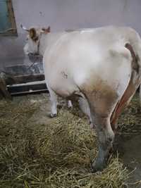 De vânzare vaca Bălțata romaneasca