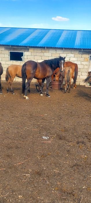 Семіз жас биелер сатылат союға, тай байталдар сатылат