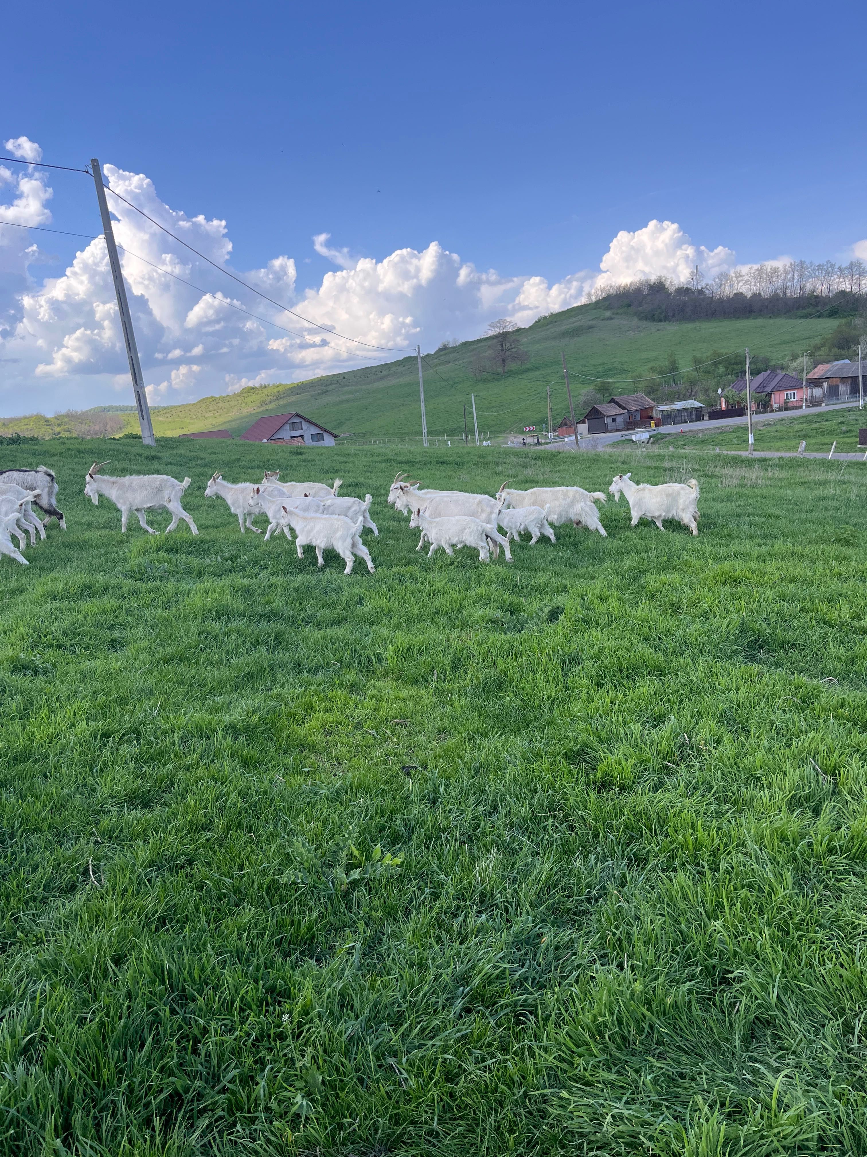 Capre cu iezi Saanen