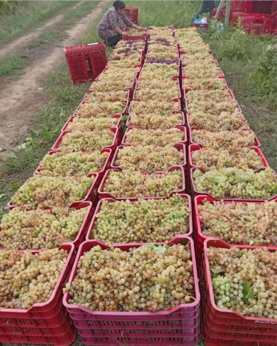 Vindem struguri de vin direct de la producator