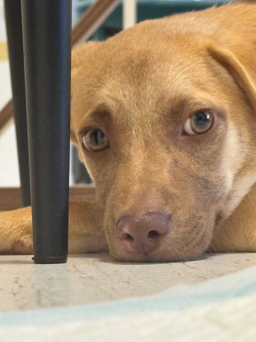 Adopta-l pe SCOOBY DOO – micul erou care a invins moartea!