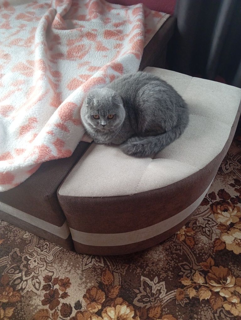 Шотландска клепоуха котка