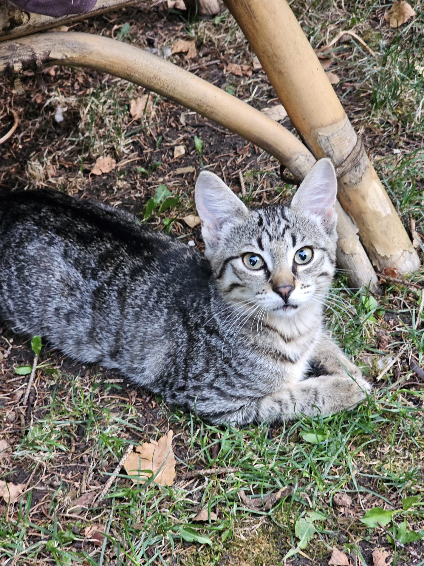 Подаряваме Котенца