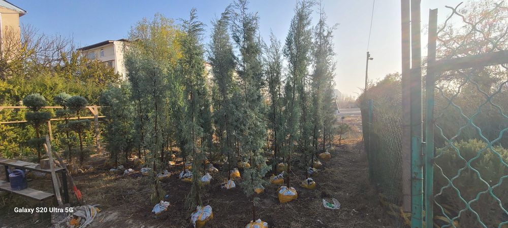 Голубой кипарис арчалар сотилади