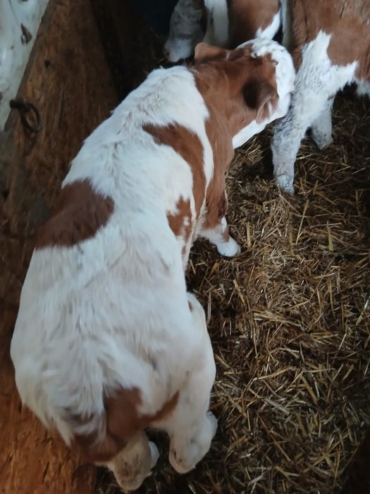 Vand vitei /vitele baltate