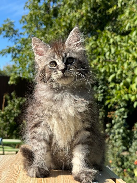 Мейн Куун Котки шоу-клас от елитен