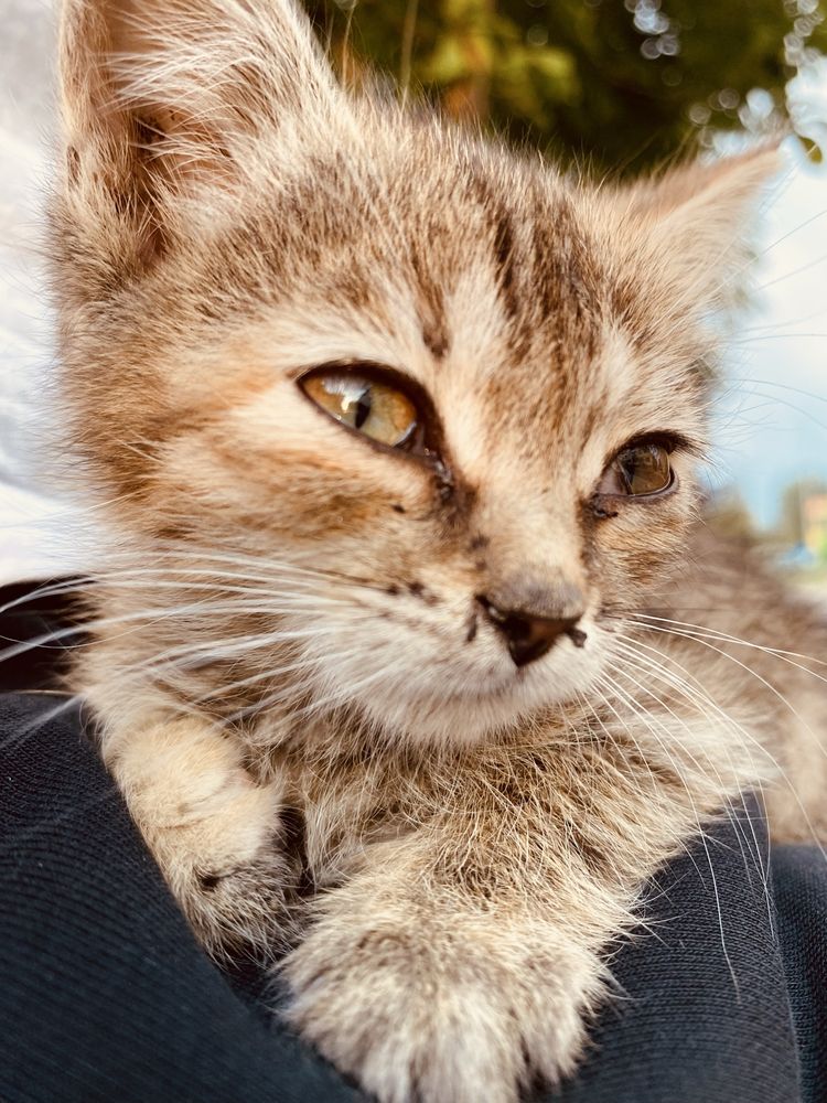 Котенок,девочка.