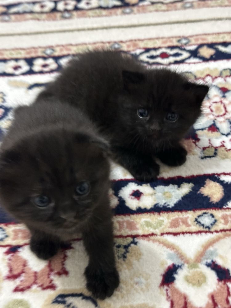 Продается котенок прямовухий