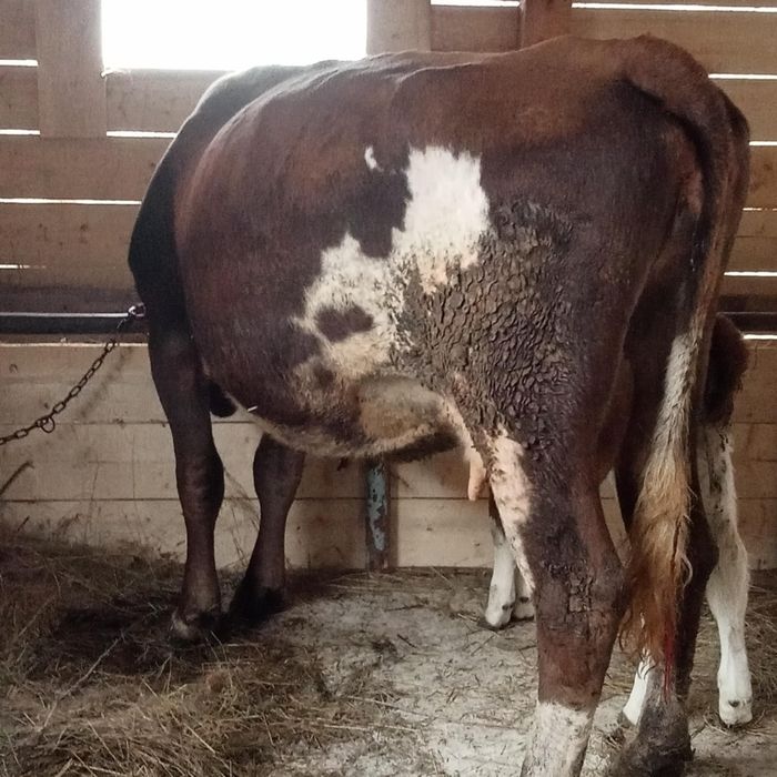 Vînd vacă de 4 ani cu vițel