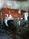 Vind bălegar de vaca pudred