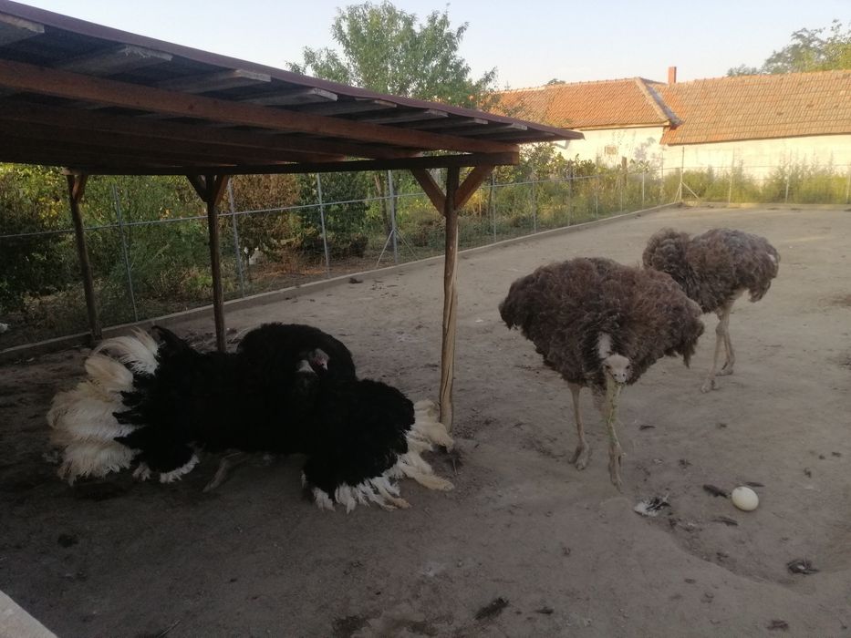 Vând familie reproducătoare!!