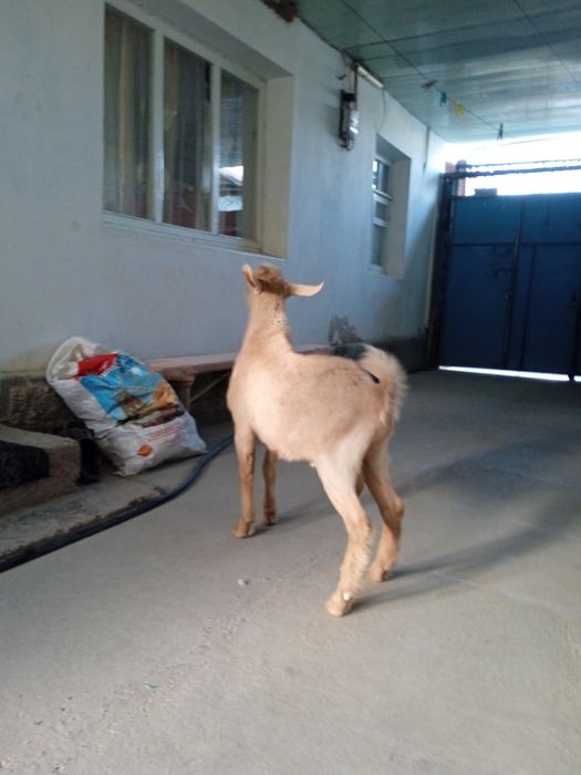 Остался один козлик молочной зааненской породы