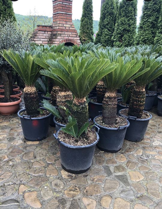 Vand plante ornamentale de orice specie si dimensiune pret minjm
