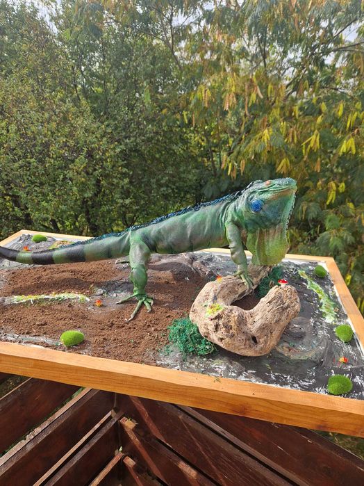 Iguana exotica impaiata