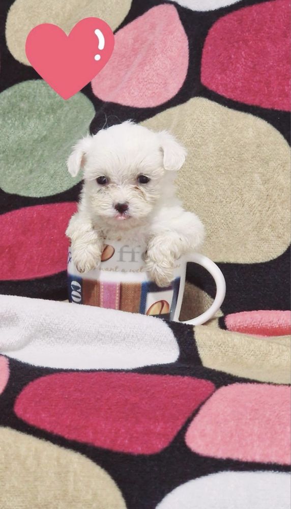 Femela bichon malteze miny toy