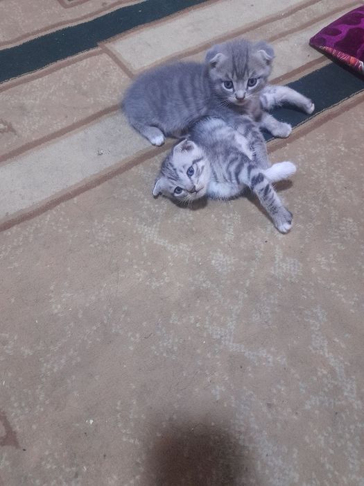 Шотландский фолд девичка и мальчик