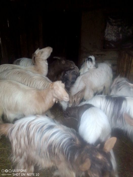 Capre și iezi de vanzare