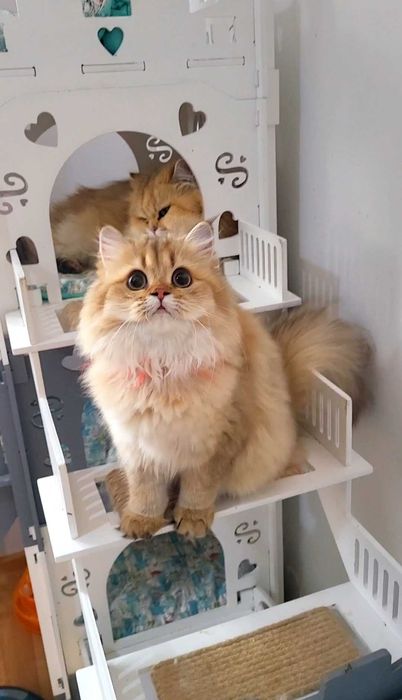 British longhair fetita adorabila  Chocolate Golden pedigree