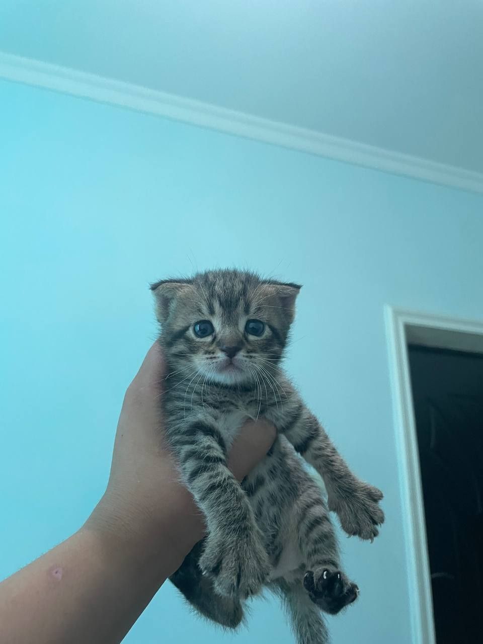 Котята фолд страйт