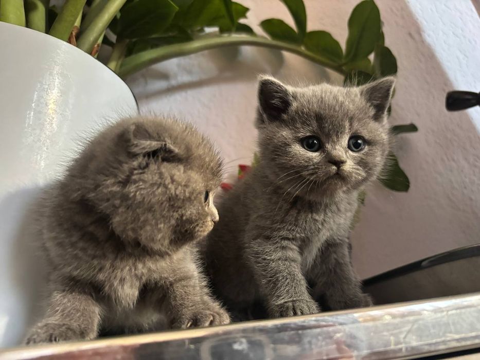 Mushuk bolalari tozza parodali