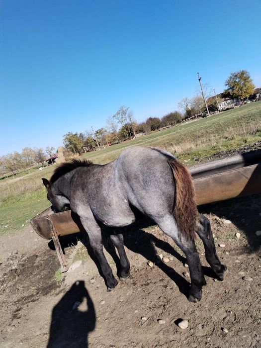 Vând mânză de 4 luni