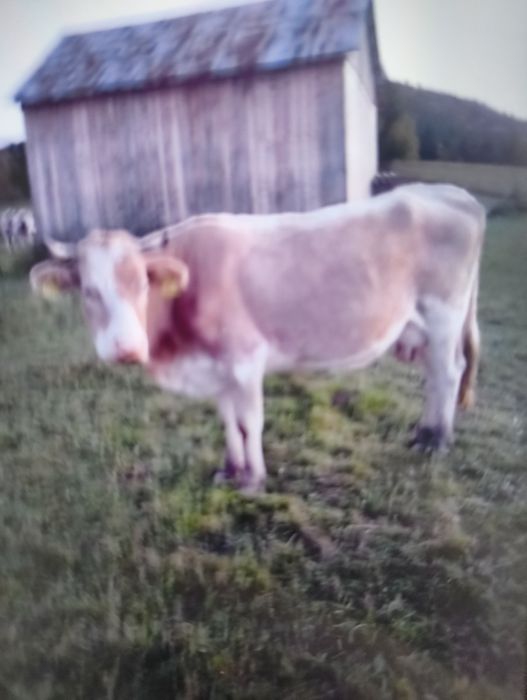 Vând vacă bălțată românească