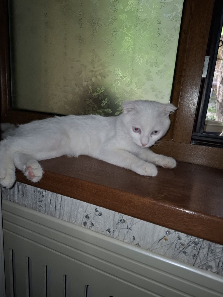 Турецкая ангора котёнок(мальчик)5 месяцев,игривый и здоровый

Тогрими