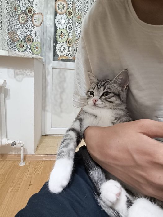 Отдам в хорошие руки