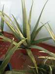 Aloe vera алоэ Вера