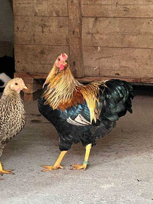 Wyandotte pitic orange