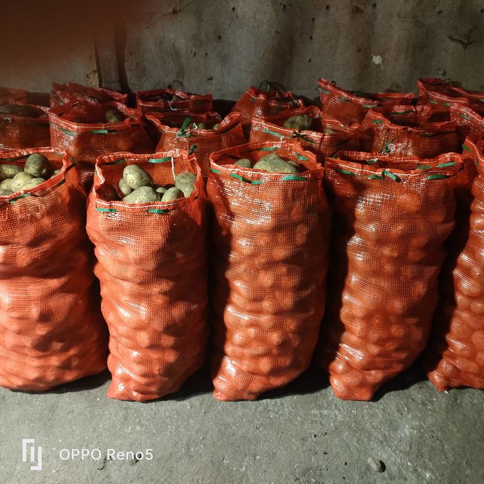 Картофель едовой