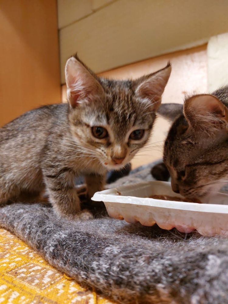 Котэ ищет жилплощадь