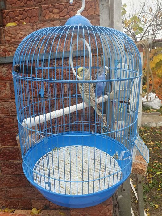 Papagali tineri peruși