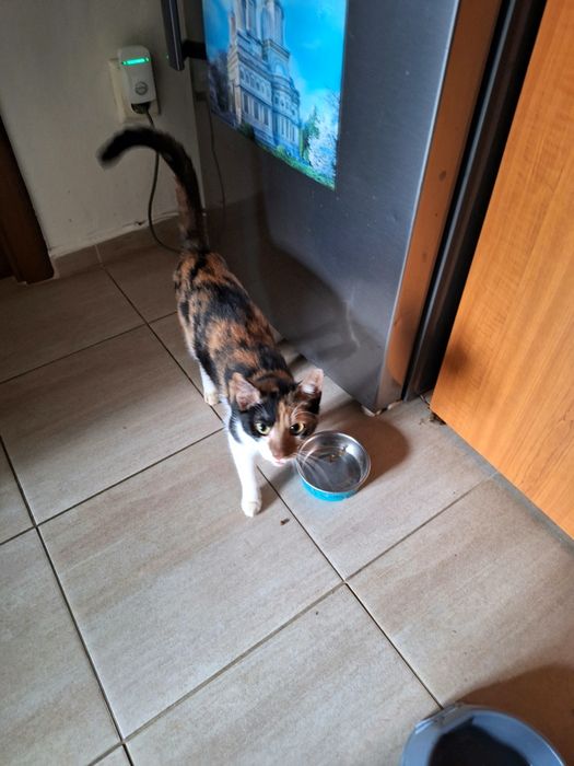 Doua pisicuțe drăgălașe!!!