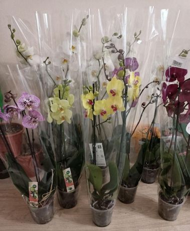 Распродажа Королевских орхидеи