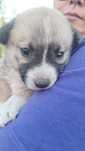Ofer spre adoptie catelusa de curte