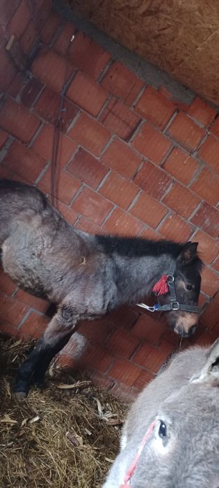 Vand un manz de 5 jumate