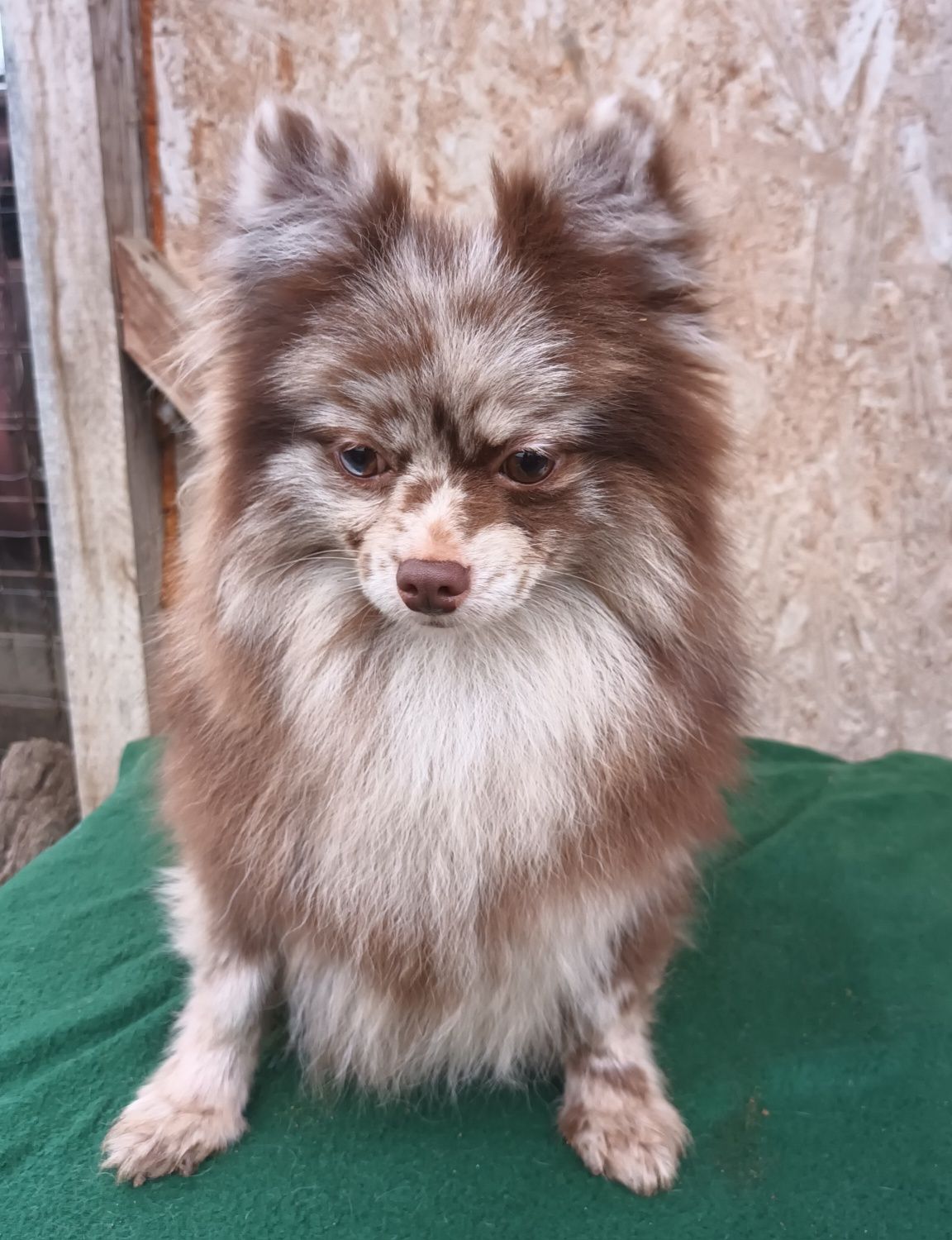 Asigur transport !! Vand femela Pomeranian Chocolate Merle cu Pedigree