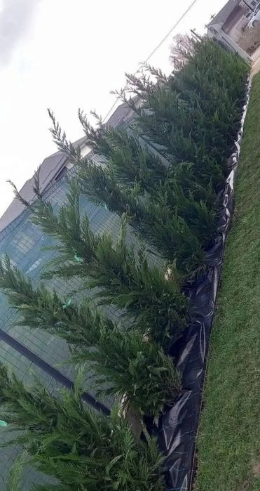 Vând plante ornamentale și livrez