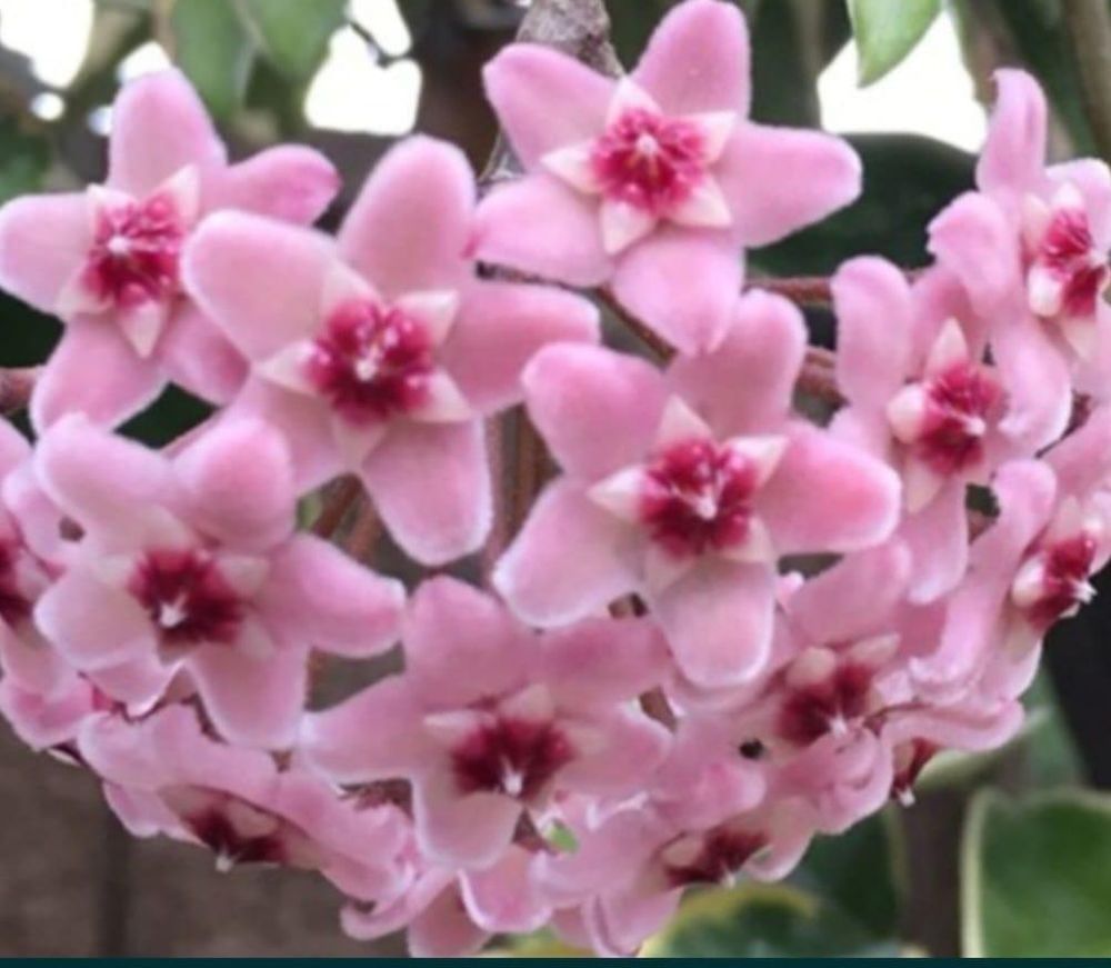 Flori, plante rare de Lacrima Maicii Domnului ( Hoya )