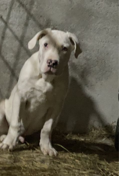 Mascul dog argentinian