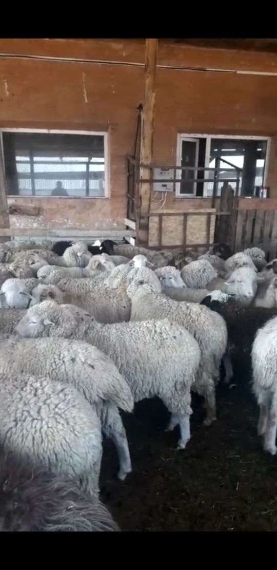Кой,Бараны овцы  токтушки  молодняк продаётся  в городе г Алматы.