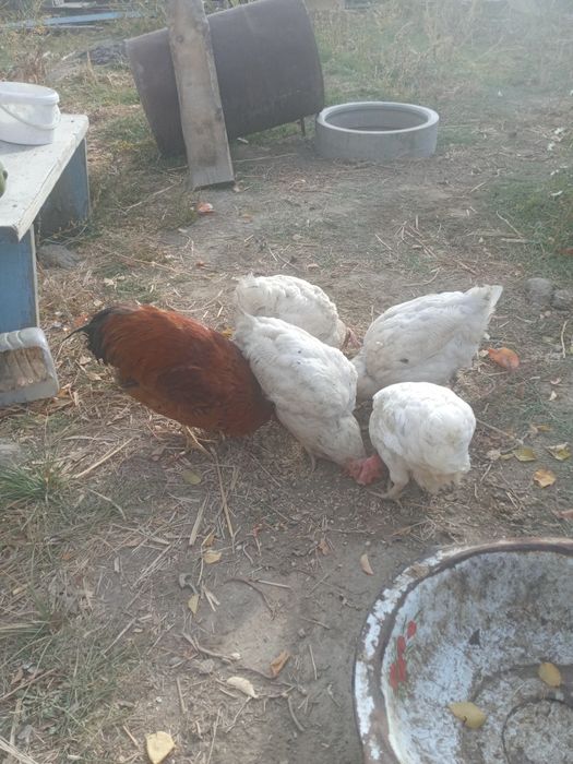 Тауықтар.төрт мекен суперник.бір қораз