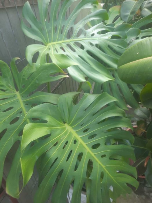 Monstera deliciosa - Timisoara