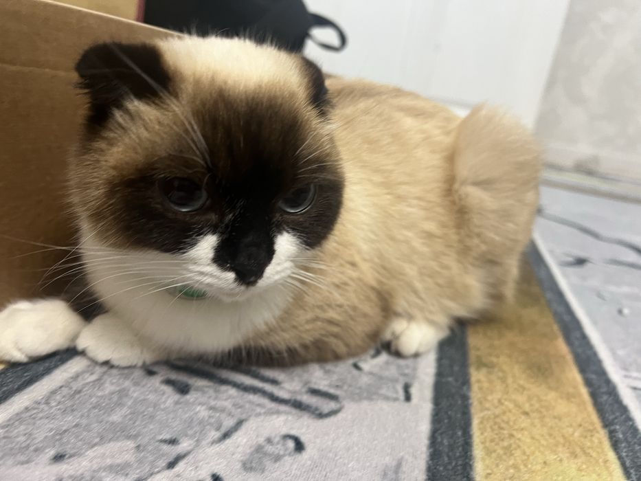 Шотландская кошка вислоухая