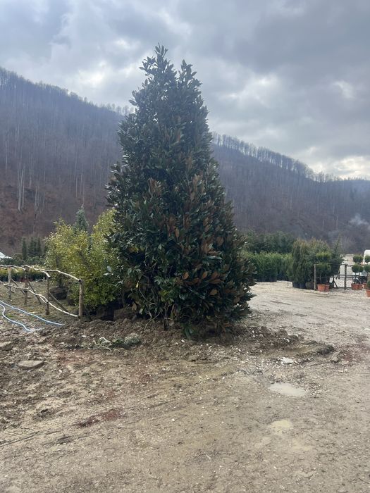 Leylandii gard viu tuia smarald oriunde in tara