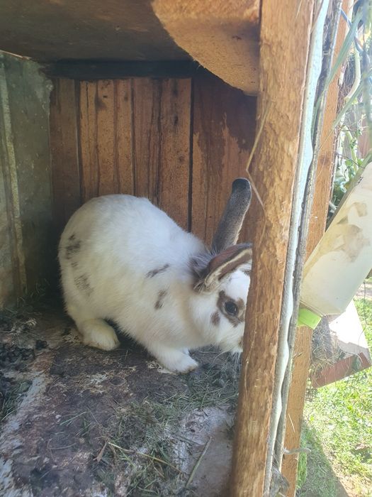 Iepuri  și rate mute