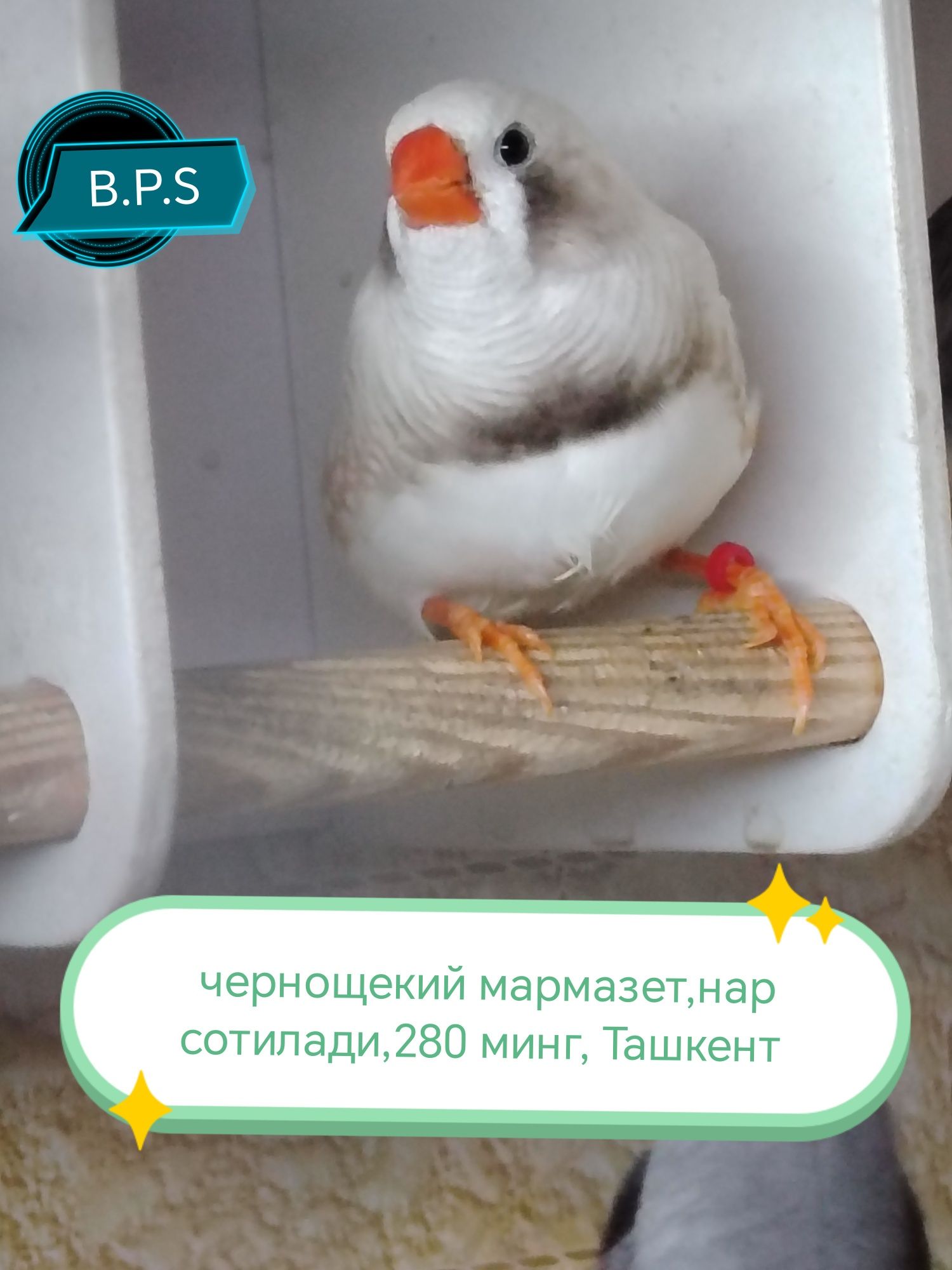 Зебровые амадины