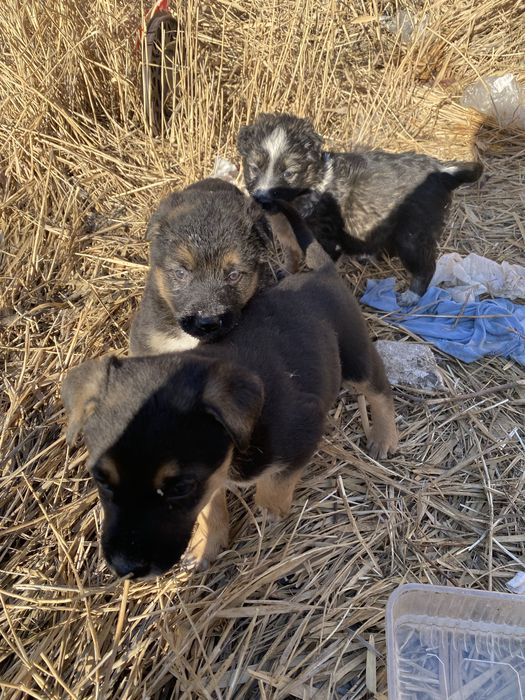 В добрые руки бесплатно