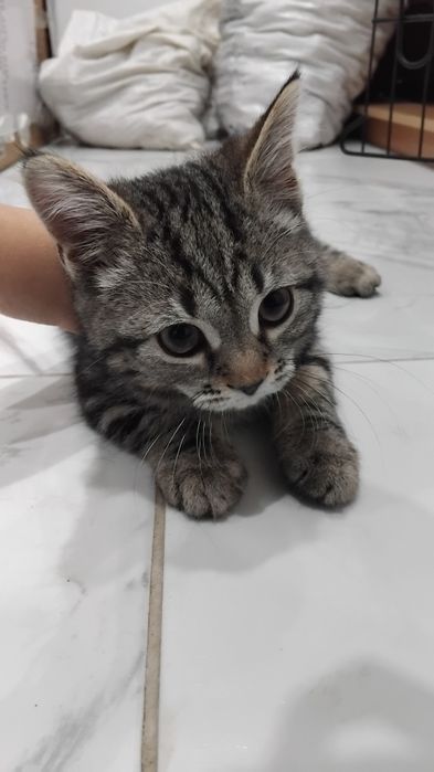 Шотландский котенок